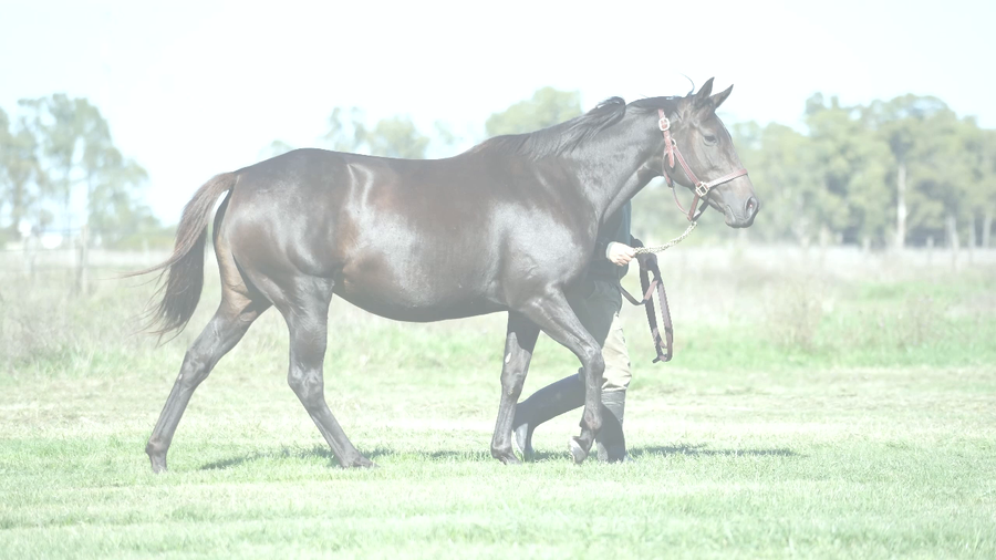 Lote CAPELA JOHAN (CURIOSO JOHAN -  CAPELA THUNDER) Preñez por NICODEMUS