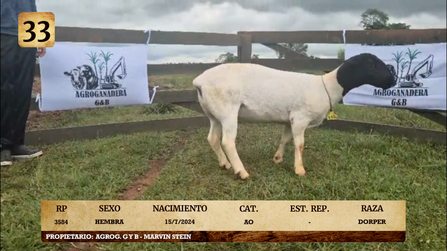Lote LOTE 33