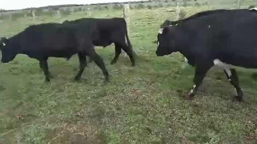 Lote 31 Novillos 1 a 2 años HOLANDO/ ANGUS a remate en #35 Pantalla Carmelo 390kg -  en SAN JOSE