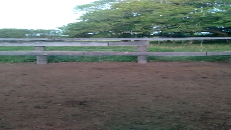 Lote 160 Vacas medio uso C/ gtia de preñez en Resistencia, Chaco