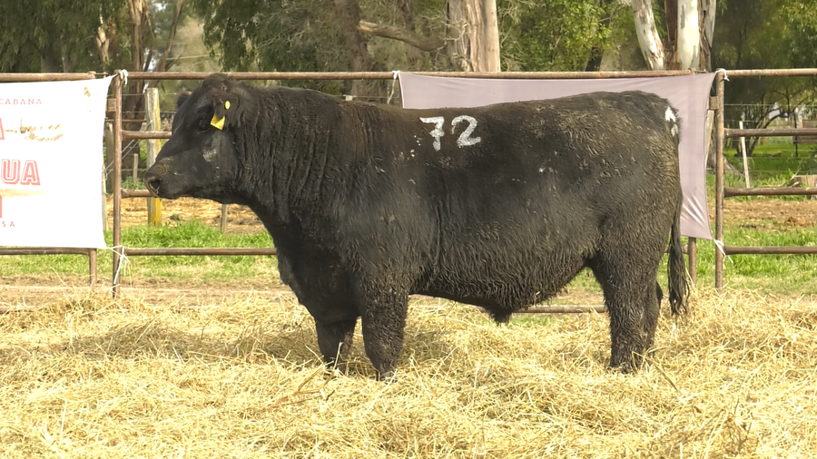 Lote TOROS ANGUS NEGROS  PC