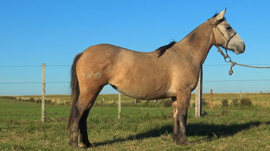 Lote PLUMITA CHARRUA