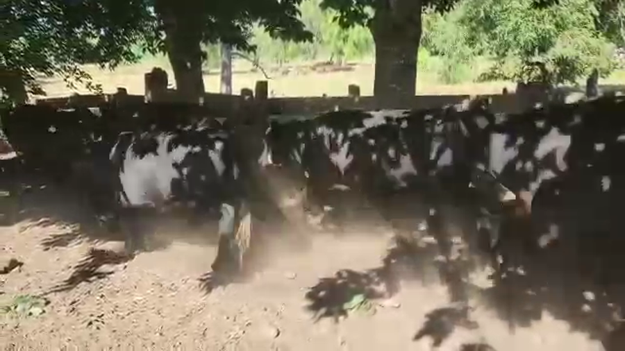 Lote 25 Vaquilla Engorda en Los Lagos, XIV Región Los Ríos