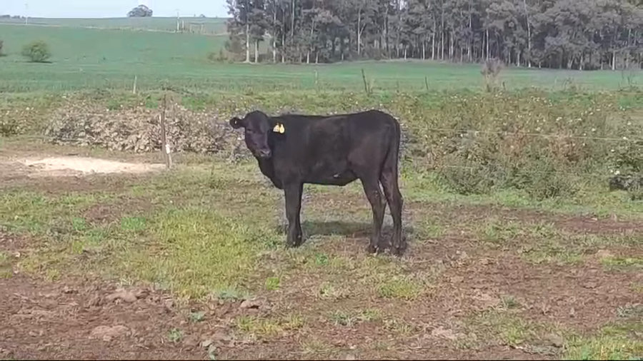 Lote (Vendido)Vaquillonas Vacas Preñadas a remate en #49 Pantalla Carmelo en AGRACIADA