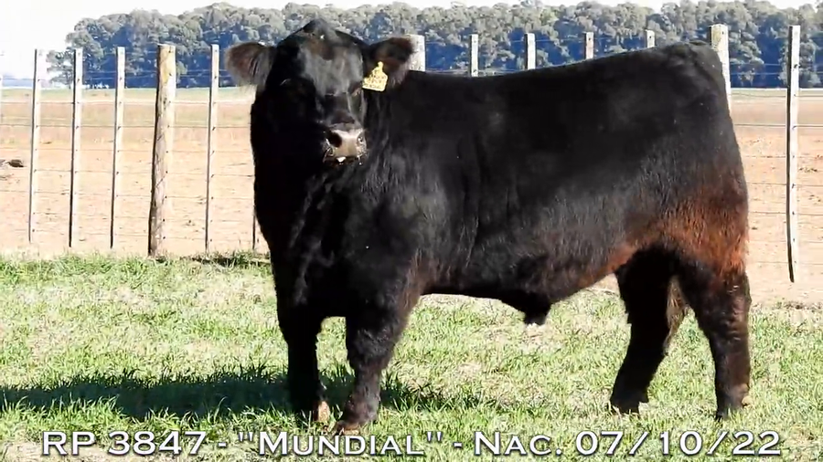 Lote TOROS PUROS DE PEDIGREE