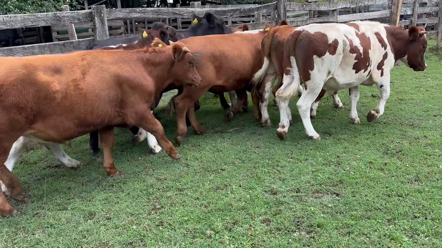 Lote 19 Novillo Engorda en Aysén, XI Región Aysén