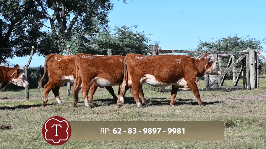 Lote Don Carlos de Thompson - Escritorio Dutra