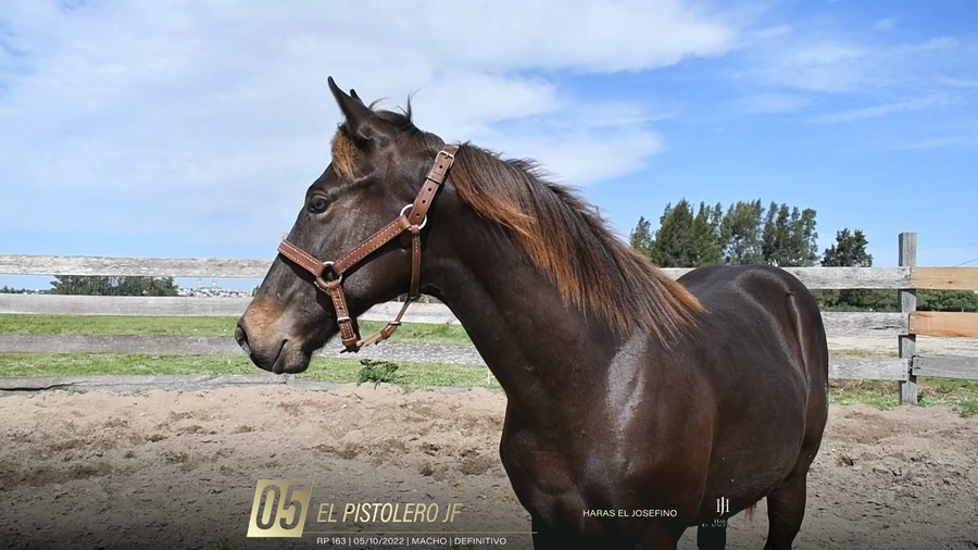 Lote Yeguarizos a remate en 6° Remate Especial de Velocidad, Montevideo
