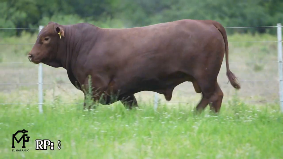 Lote Toro