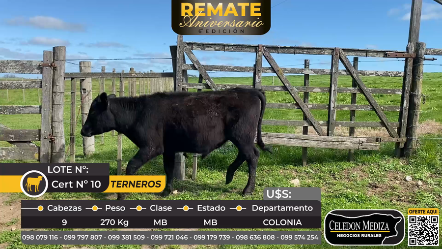 Lote 9 Terneros en Soriano
