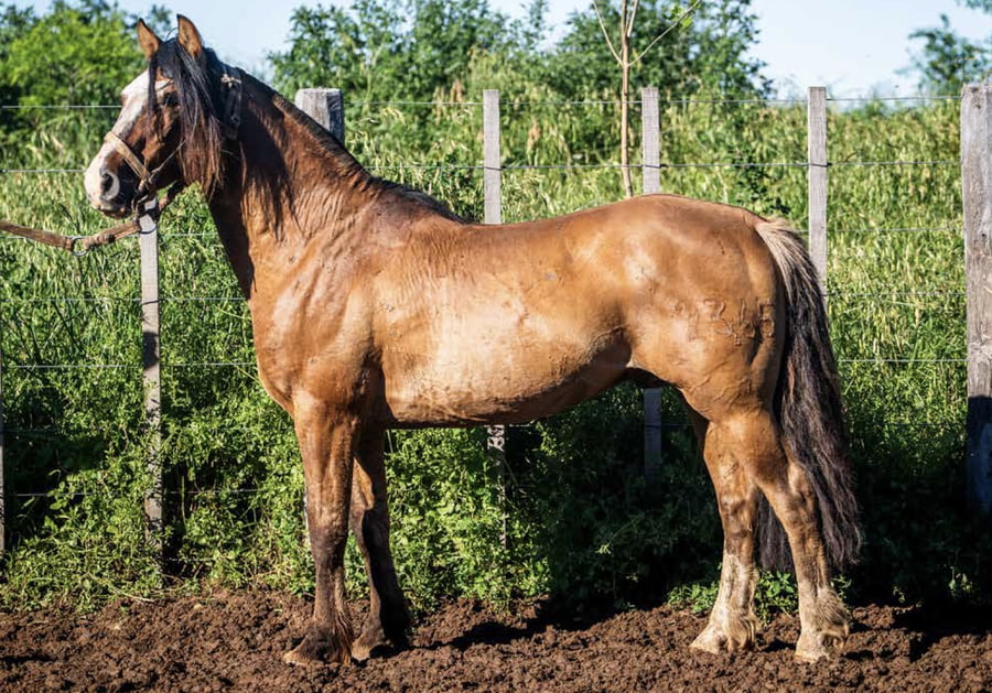 Lote DEL OESTE CARPINTERO