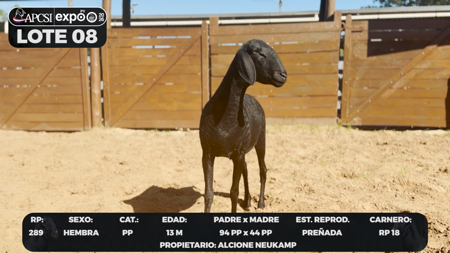 Lote LOTE 8 - CAMPO