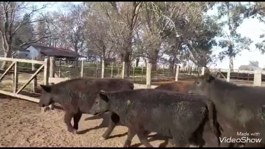 Lote 50 Novillitos en Coronel Suarez, Buenos Aires