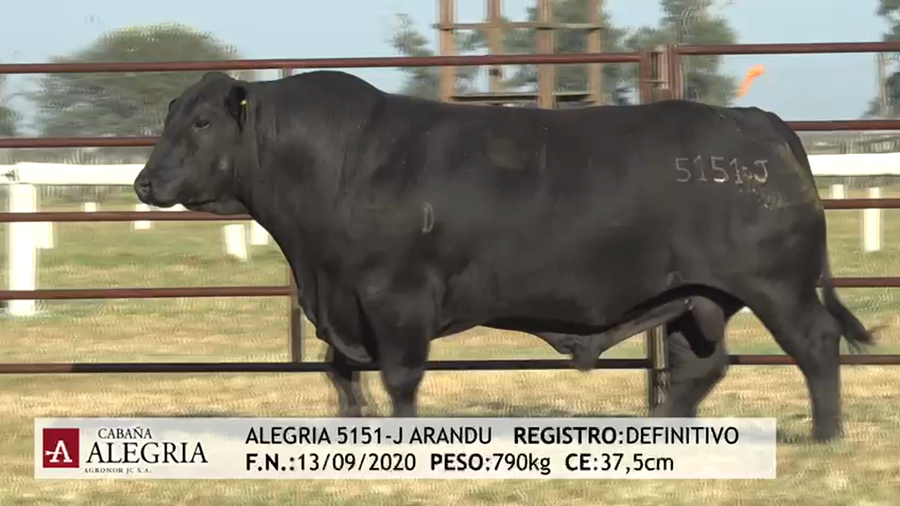 Lote TORO BRANGUS