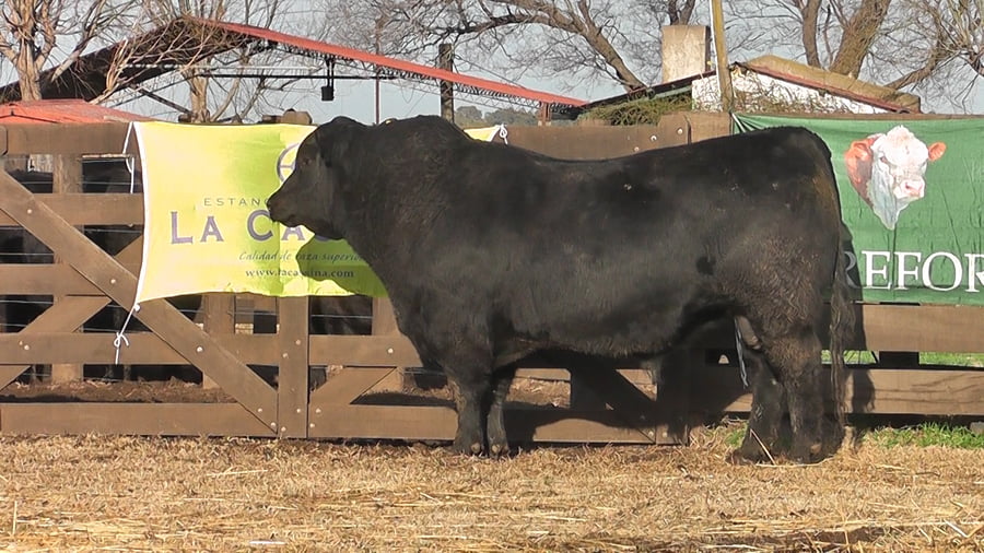 Lote TORO ANGUS PP