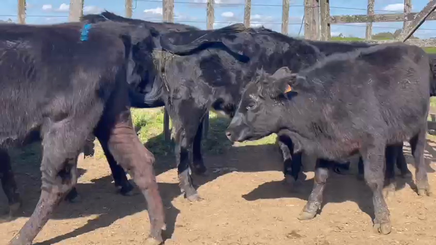 Lote 8 Vaquillonas 1 a 2 años ANGUS a remate en PANTALLA CAMY - SAN JOSE  1500 VACUNOS 360kg - , San José