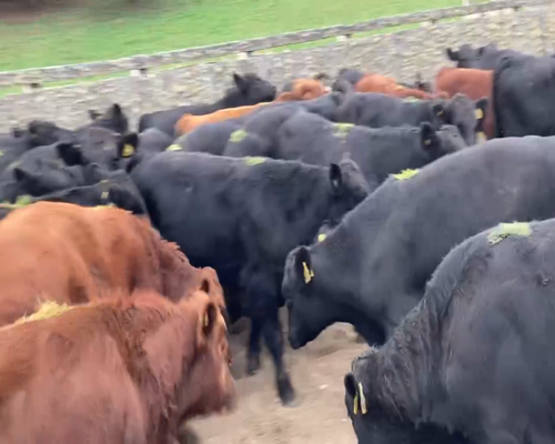 Lote 60 Ternero en Futrono, XIV Región Los Ríos