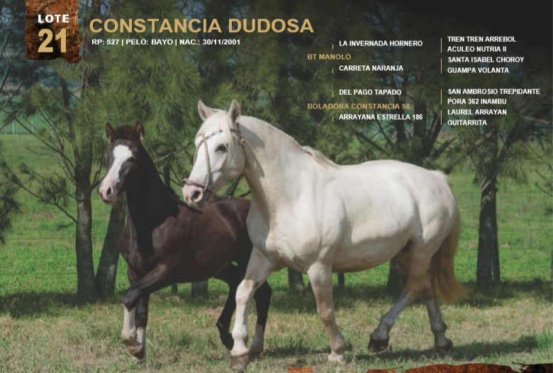 Lote CONSTANCIA DUDOSA