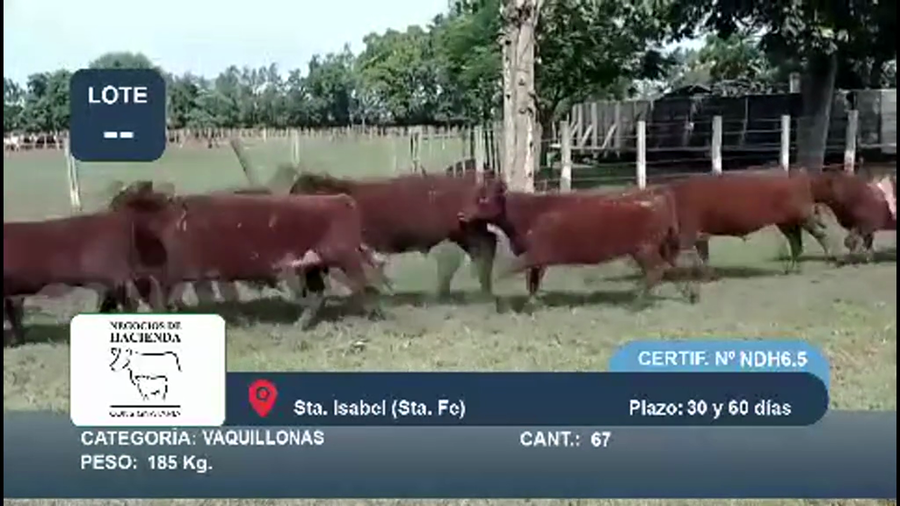Lote 67 Terneros en Santa Fe, Sta. Isabel
