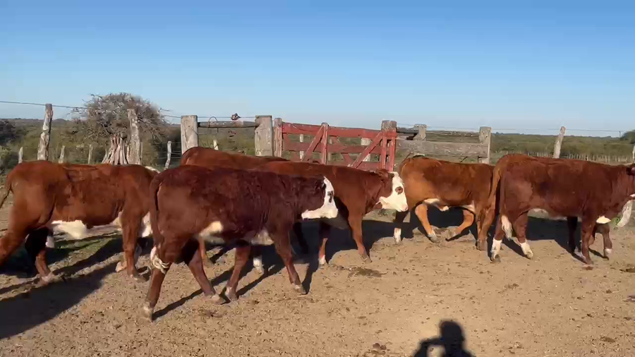 Lote 10 Terneras en Corrientes, Curuzú-Cuatiá