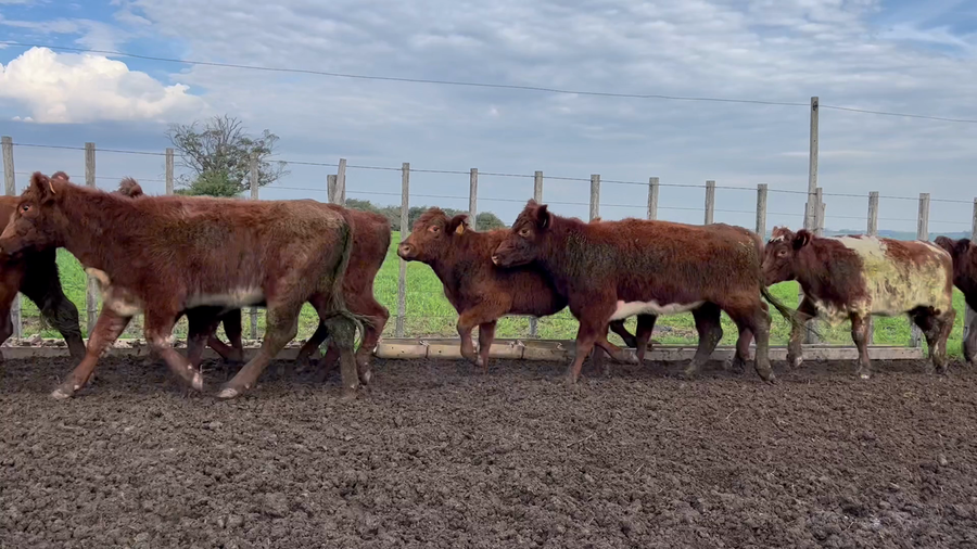 Lote VAQUILLONAS 1 a 2 AÑOS