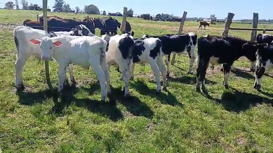 Lote 14 Terneros a remate en Pantalla Camy, San José