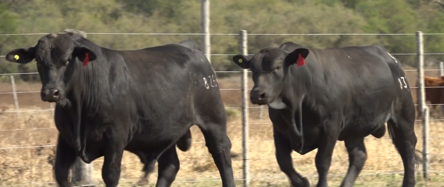 Lote TOROS(CORRAL 3)BRANGUS "CABAÑA DON ADRIANO"