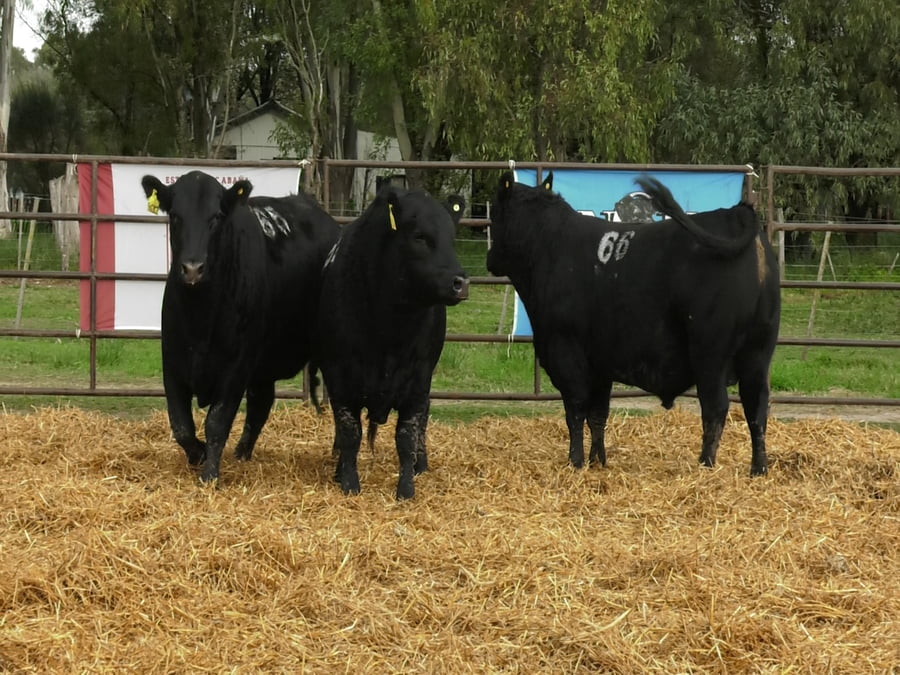 Lote TOROS ANGUS NEGROS PC