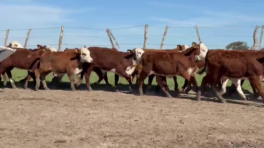 Lote 70 Terneros/as en Corrientes, Monte Caseros