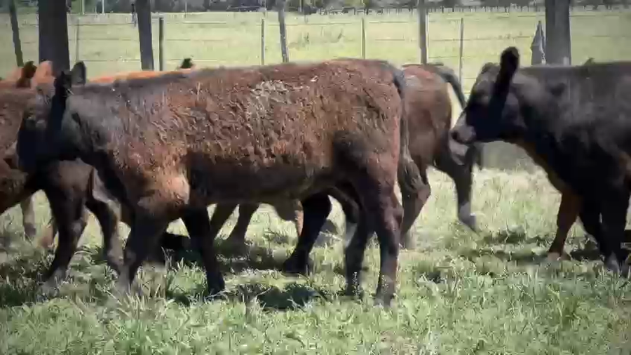 Lote 70 Terneros/as en San Vicente, Buenos Aires