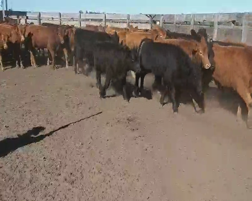 Lote 100 Terneros en Villaguay, Entre Ríos