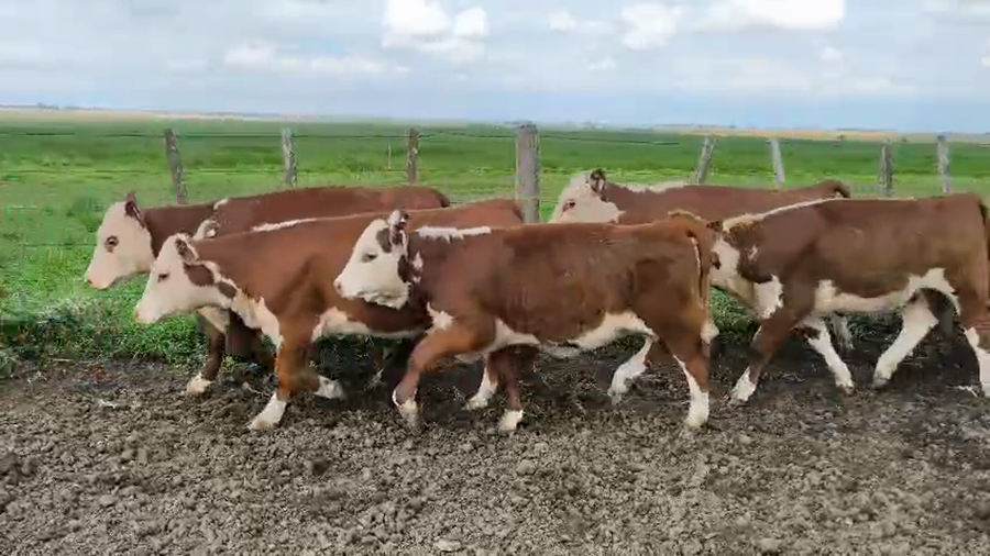 Lote 17 Terneras en Entre Ríos, Gualeguay