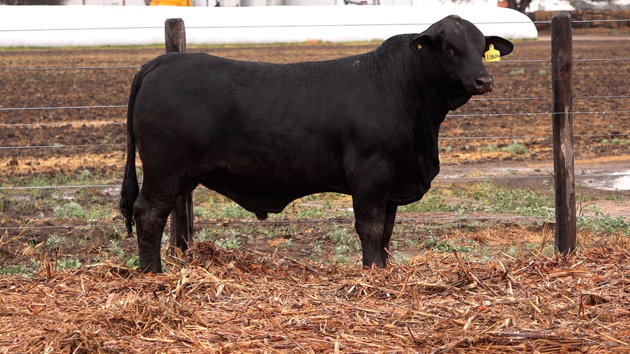Lote TOROS BRANGUS de El Porvenir