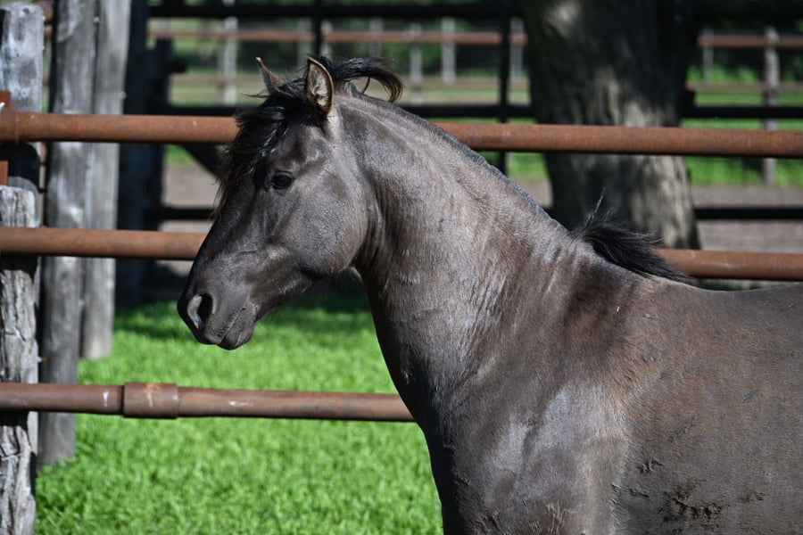 Lote RAIGUELEN PAYASO