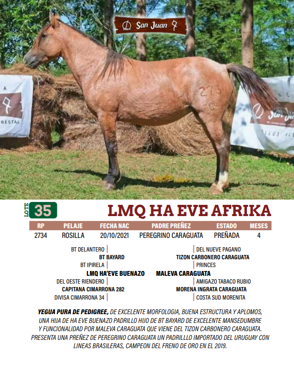 Lote LOTE 35