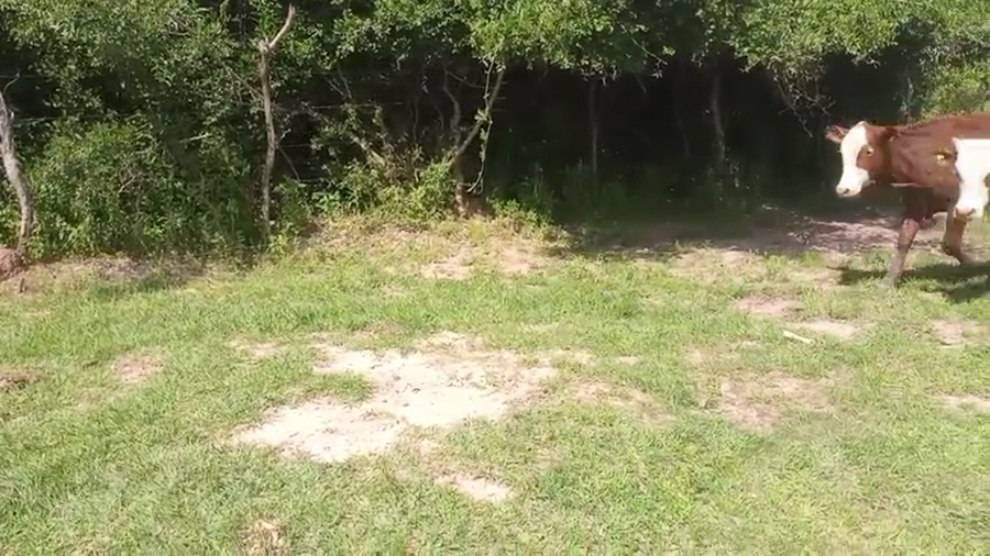 Lote 120 Terneros/as en Corrientes, Saladas