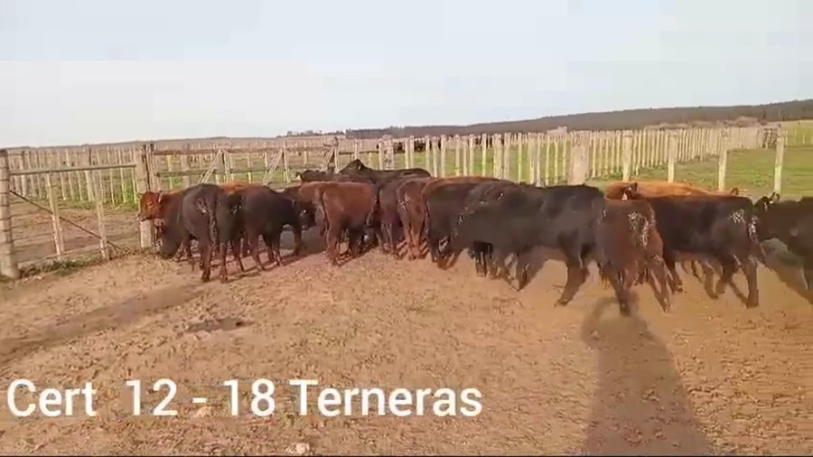 Lote TERNERAS