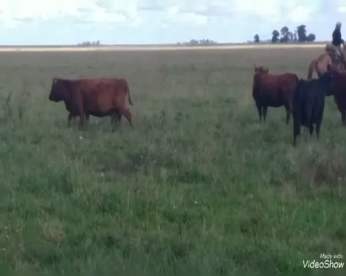 Lote 36 Vacas de invernar en Buenos Aires, Laprida