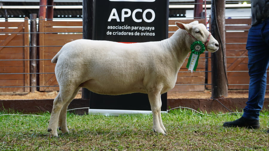Lote Texel Expo Internacional 2022 - Lote 11