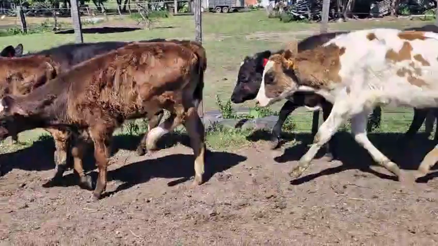 Lote 15 Terneros y Terneras a remate en Pantalla Camy, San José