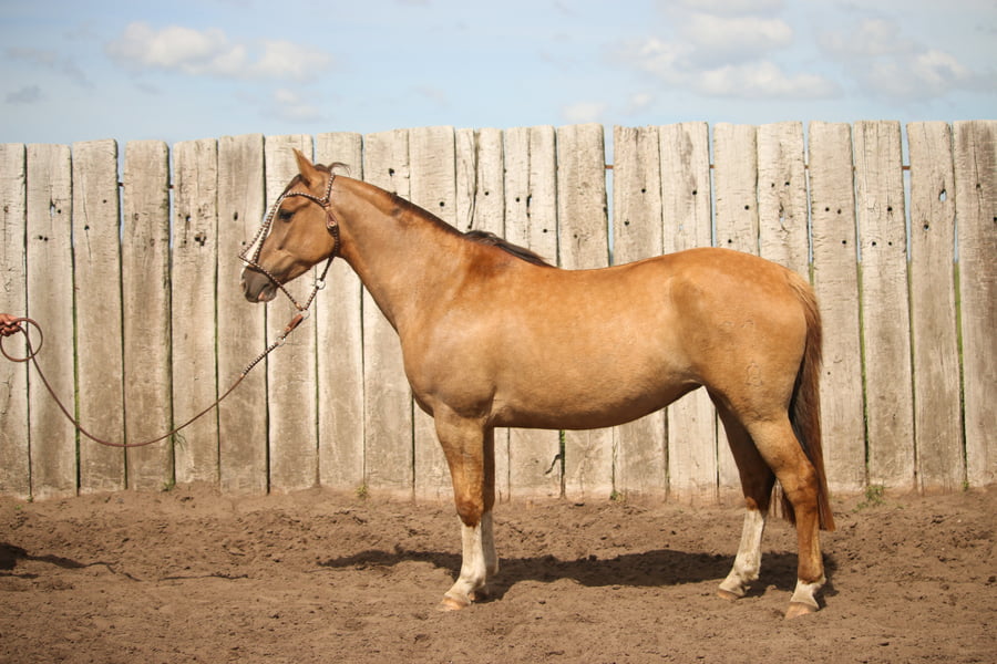 Lote LACAMPANA NATURALEZA