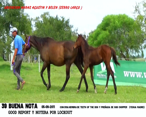 Lote BUENA NOTA