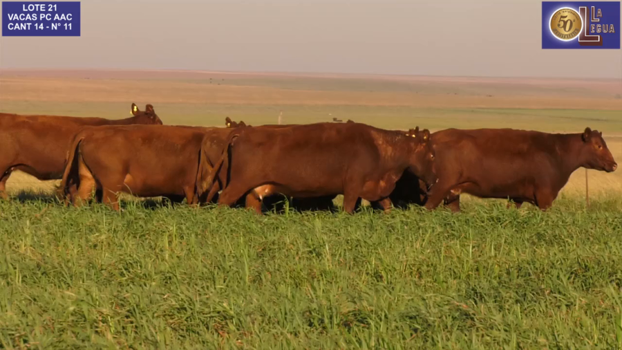 Lote VACAS A. ANGUS COLORADAS P. CONTROLADAS C/ GTIA DE PREÑEZ