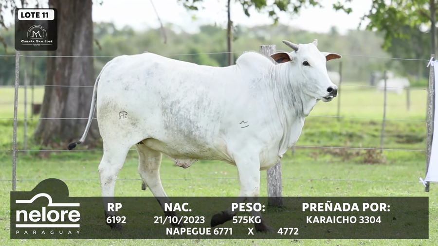 Lote LOTE 11
