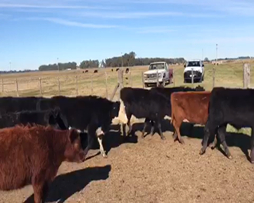 Lote 36 Terneros/as de 190Kg en Brandsen, Buenos Aires