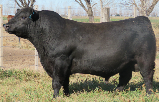 Lote Toros  Angus -  Don Pedro