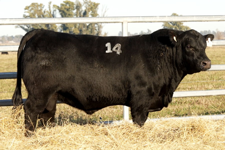 Lote TOROS ANGUS PUROS CONTROLADOS