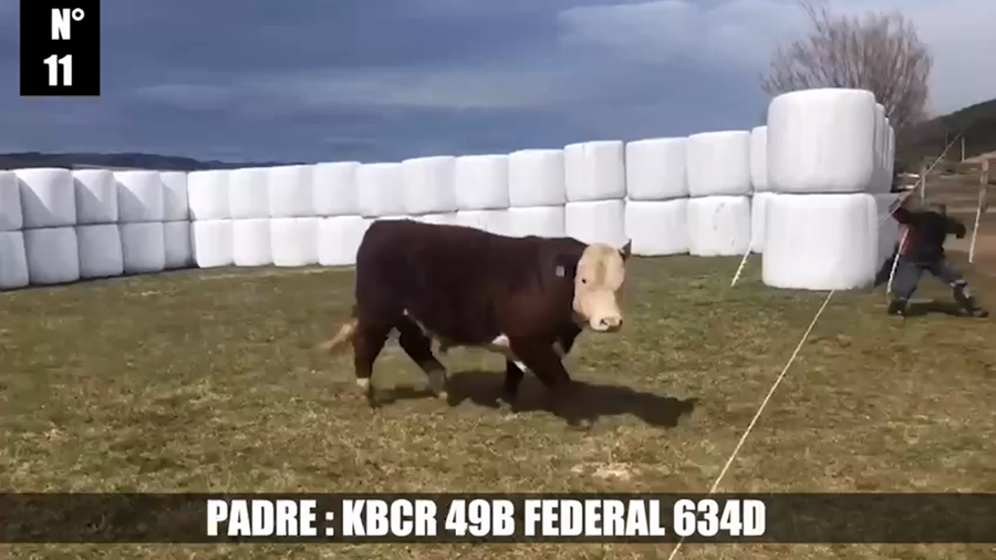 Lote 1 Toro en XI Región Aysén, Coyhaique