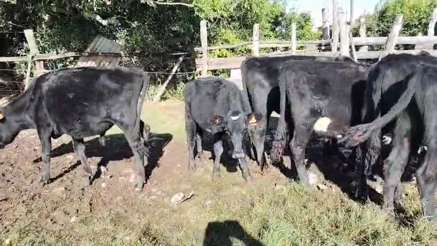 Lote 9 Novillos a remate en Pantalla Camy, San José