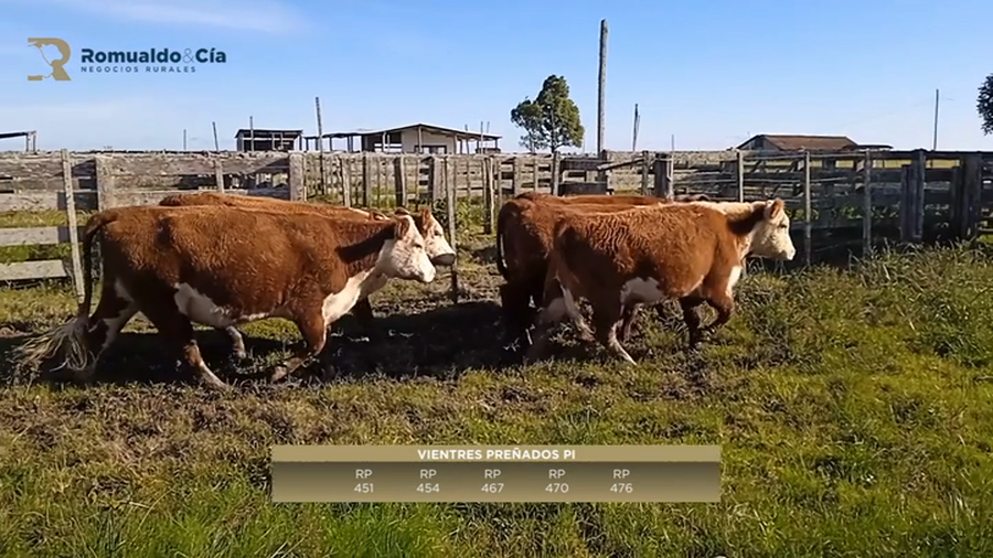 Lote 5 Vientres Preñados HEREFORD a remate en 6º Expo Nacional Hereford en COSTAS DE PARAO